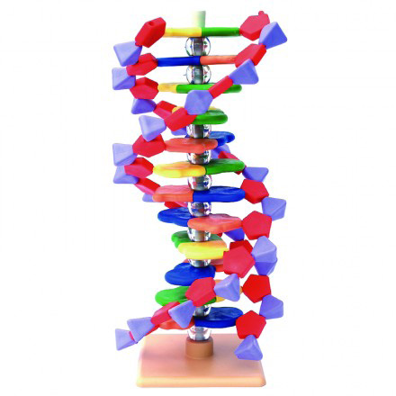 Structure de l'ADN